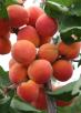 Click for 1 image(s) for this accession. Fruit